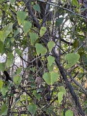 Cyclea hypoglauca
