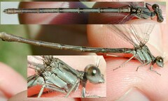 Argia fumipennis