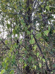 Cyclea hypoglauca