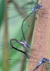Lestes congener