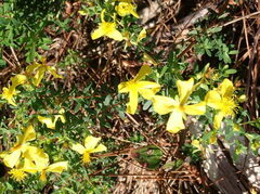Hypericum microsepalum