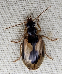 Lebia fuscata