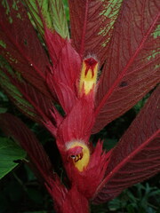 Columnea eubracteata