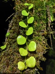 Peperomia serpens