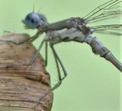 Lestes congener