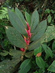 Columnea eubracteata