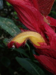 Columnea eubracteata