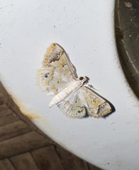 Parapoynx diminutalis