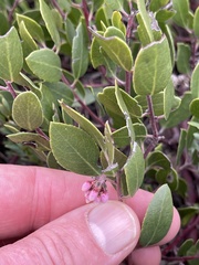 Arctostaphylos hookeri hookeri
