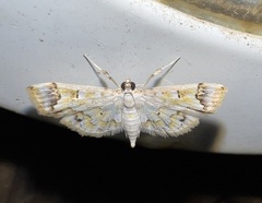 Parapoynx diminutalis