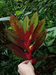 Columnea eubracteata