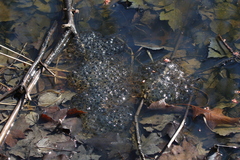 Lithobates sylvaticus