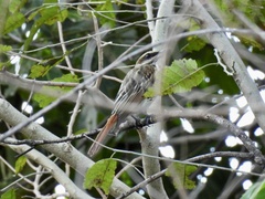 Myiodynastes maculatus