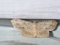 Calletaera subexpressa