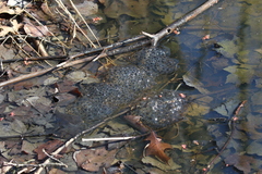 Lithobates sylvaticus
