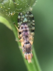 Campiglossa sororcula