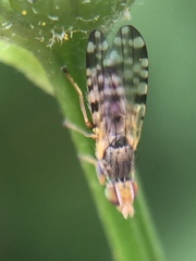 Campiglossa sororcula