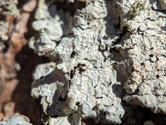 Crespoa crozalsiana
