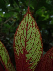 Columnea eubracteata