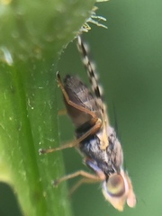 Campiglossa sororcula