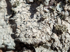 Crespoa crozalsiana