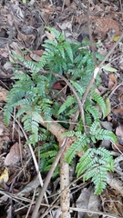 Arachniodes aristata