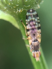 Campiglossa sororcula