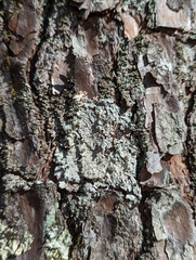 Crespoa crozalsiana