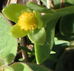 Polygala nana