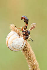 Physocephala vittata