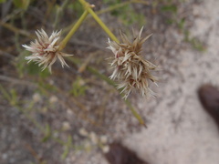 Alternanthera echinocephala
