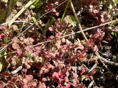 Pterostegia drymarioides