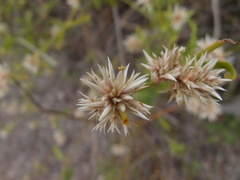 Alternanthera echinocephala