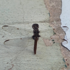 Orthemis nodiplaga