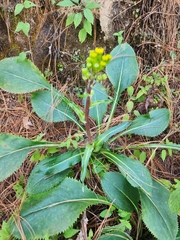 Packera toluccana