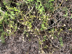 Alternanthera echinocephala