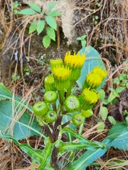 Packera toluccana