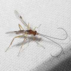 Macrocentrinae