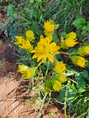 Packera toluccana