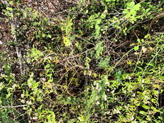 Alternanthera echinocephala