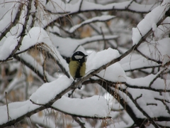 Parus major