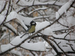 Parus major