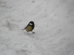 Parus major