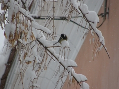 Parus major