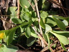 Polygala nana