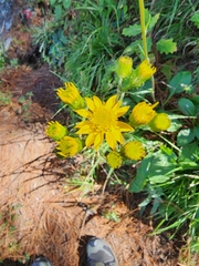 Packera toluccana