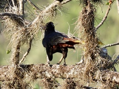 Psarocolius decumanus