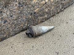 Telescopium telescopium