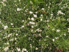 Alternanthera filifolia