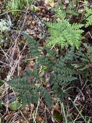 Pentagramma triangularis